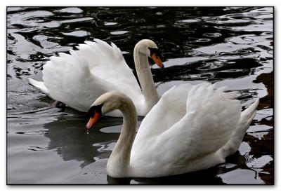 a trumpet of swans::not for voting::