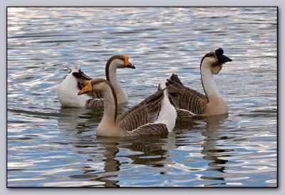 a gaggle of geese