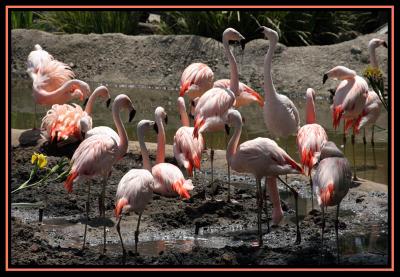 A Stand of Flamingos *