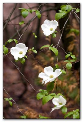 a bark of dogwood