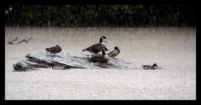 A gaggle of geese (*)