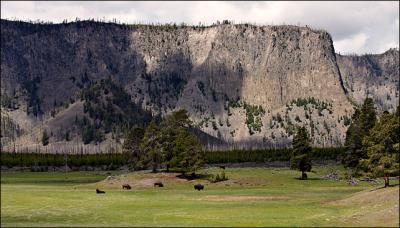 A Basin of Bison*