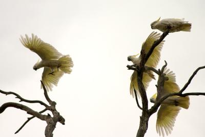 A Shriek of Cockatoos *