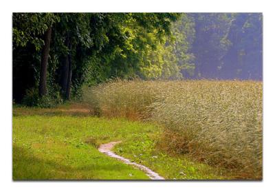 Field of dreams *