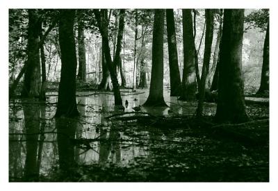 a stand of trees (*)