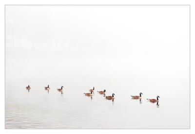 Fog of Geese *8th Place tie