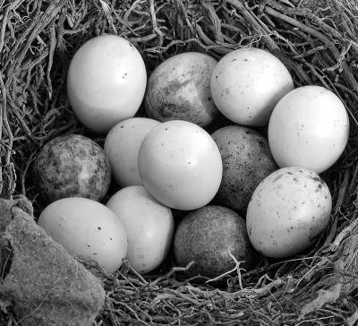 A clutch of eggs *