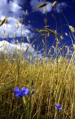 Field and sky