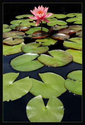 Water Lily *