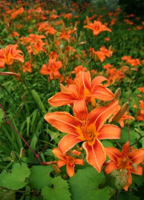 Day Lilies  *