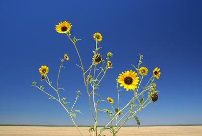 Sun Bonnets Reaching For A  Sky So Blue * By Traveller