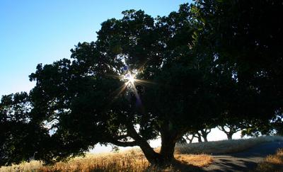 The Old Oak Tree in Late Afternoon * Traveller