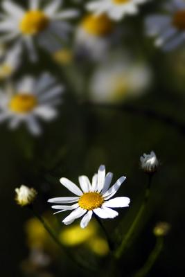 Daisies