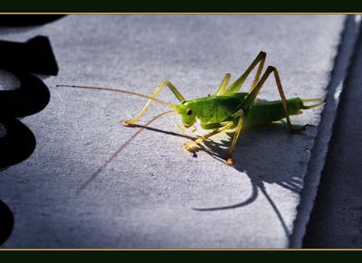 Grasshopper, Trying To Read Newspaper *