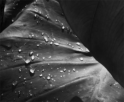 After rain *