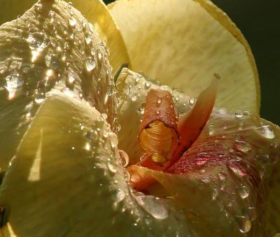 Drops of Light *