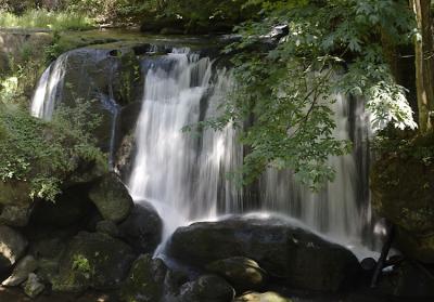 Dappling Sunlight