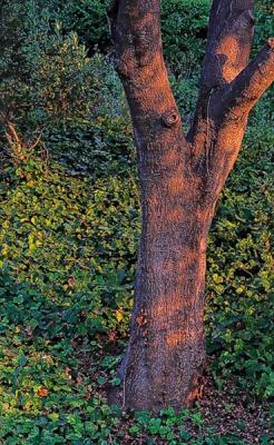 Oak at Twilight*