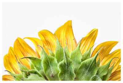 Sunflower*