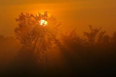 Misty Dawn Sunrays