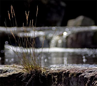 Otter Pool *