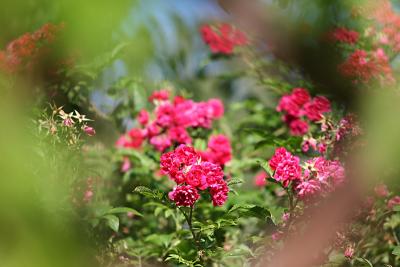 Roses *