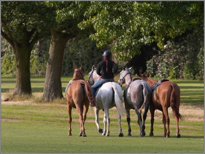Heading Home From Polo