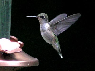 Hummingbird