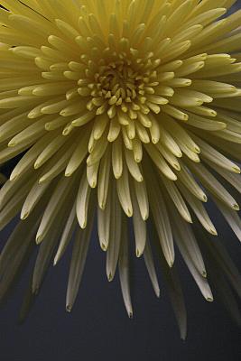 Spider mum *