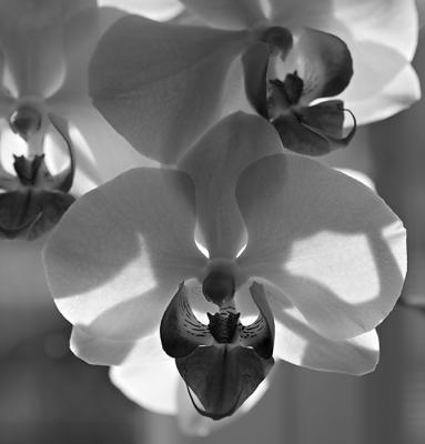 Growing Orchids *