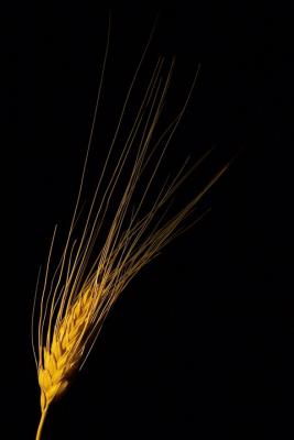 8th: TIE : Golden Grain *