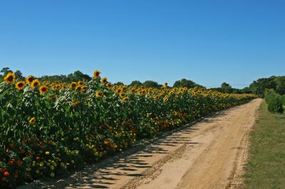Golden Path *