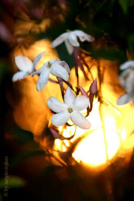 just another flower