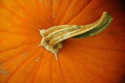 Autumn Gold (*)