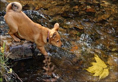 Loki and the Leaf*