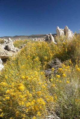 Tufas in Gold