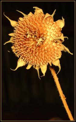Setting Sunflower *