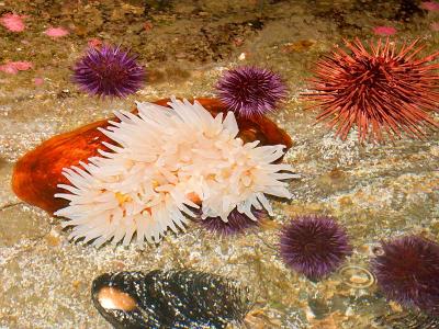 Sea Anemone*