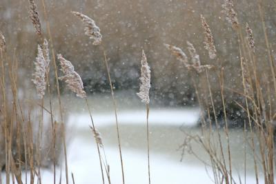 Reeds N Snow