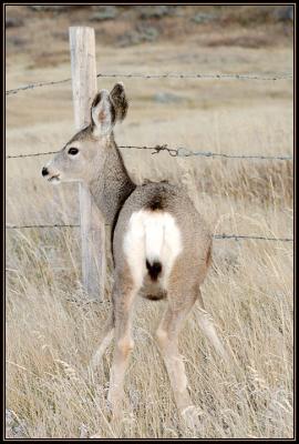 Between the Photographer and the Fence