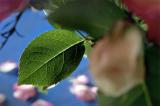 Rose Leaf *