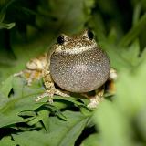 Tree Frog Trilling * Seventh Place