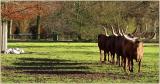 A Squad Of Longhorns*<br>6th Place