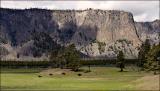 A Basin of Bison*