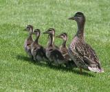 A Waddle of Ducks