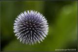 A Catch of Thistles