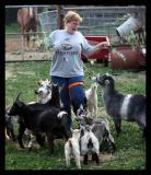 A Goosing of Goats *