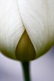 Tulip* by Grant Hamilton