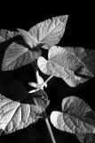 Photo-synthesis *