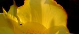 calla*